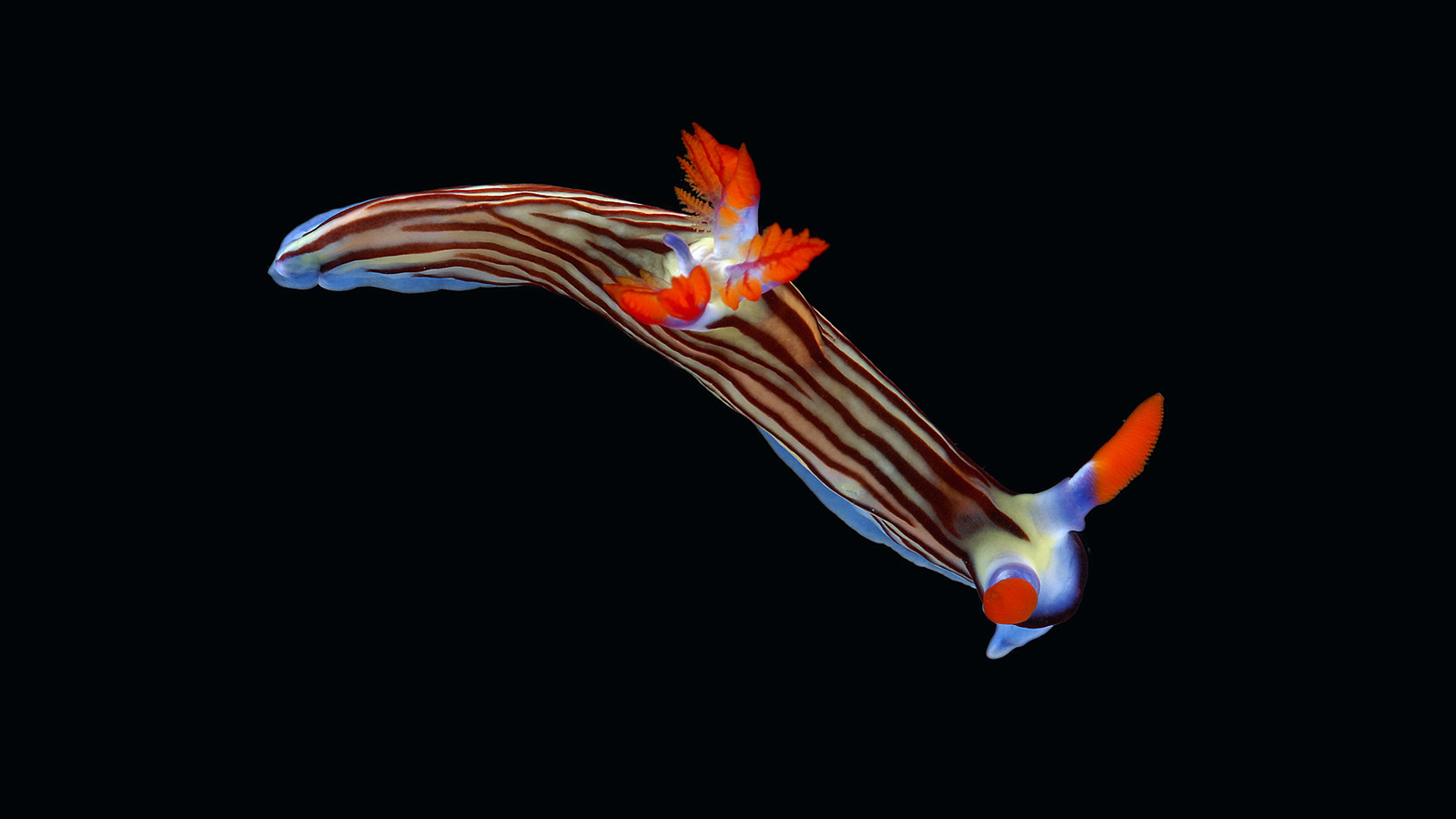 The instantaneous language of beauty